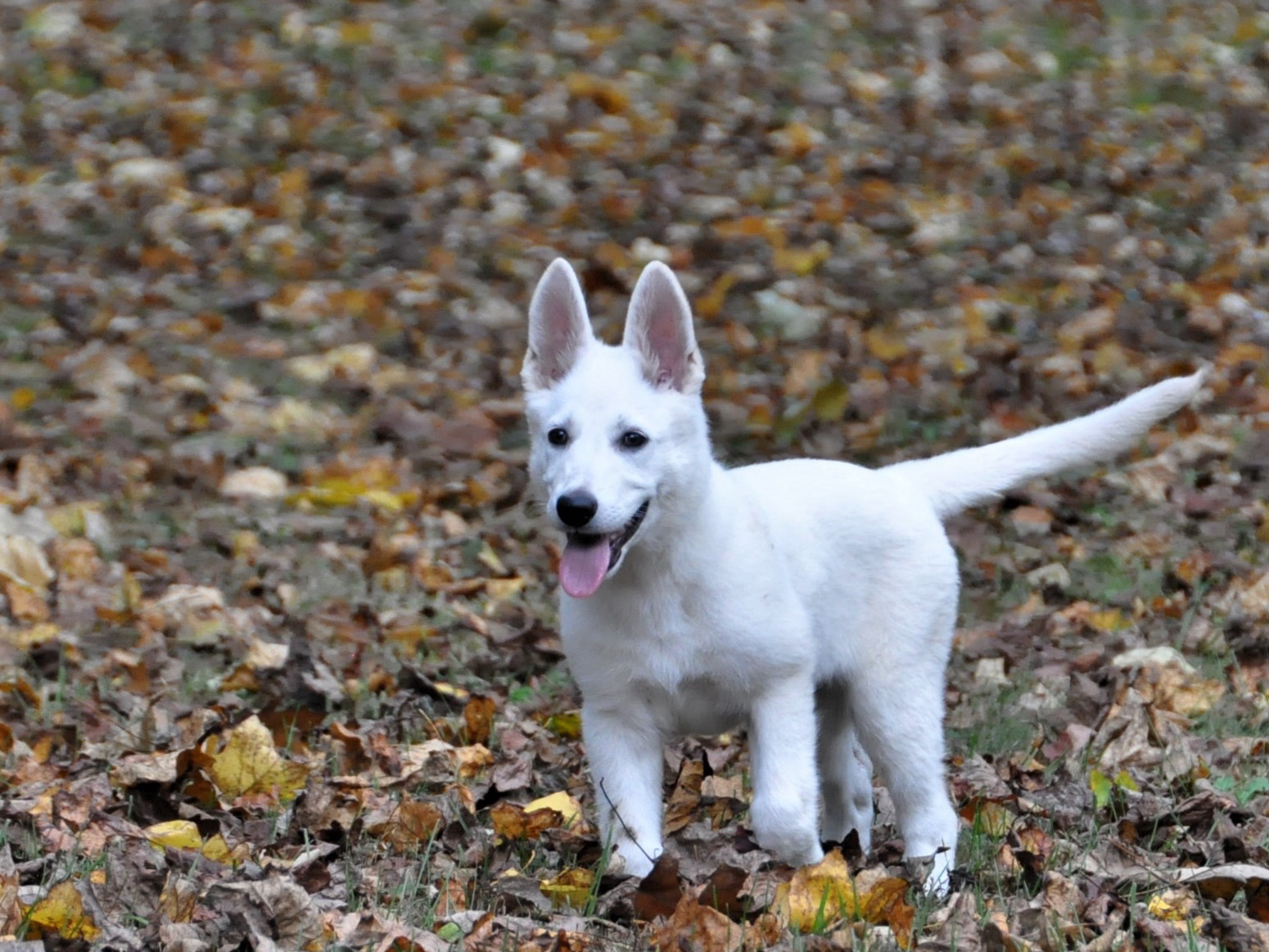White Swiss Shepherd Puppy