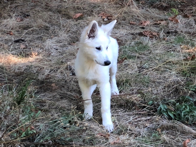long coated berger blanc suisse