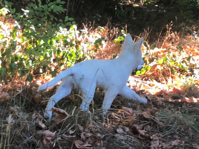 long coated white german shepherd