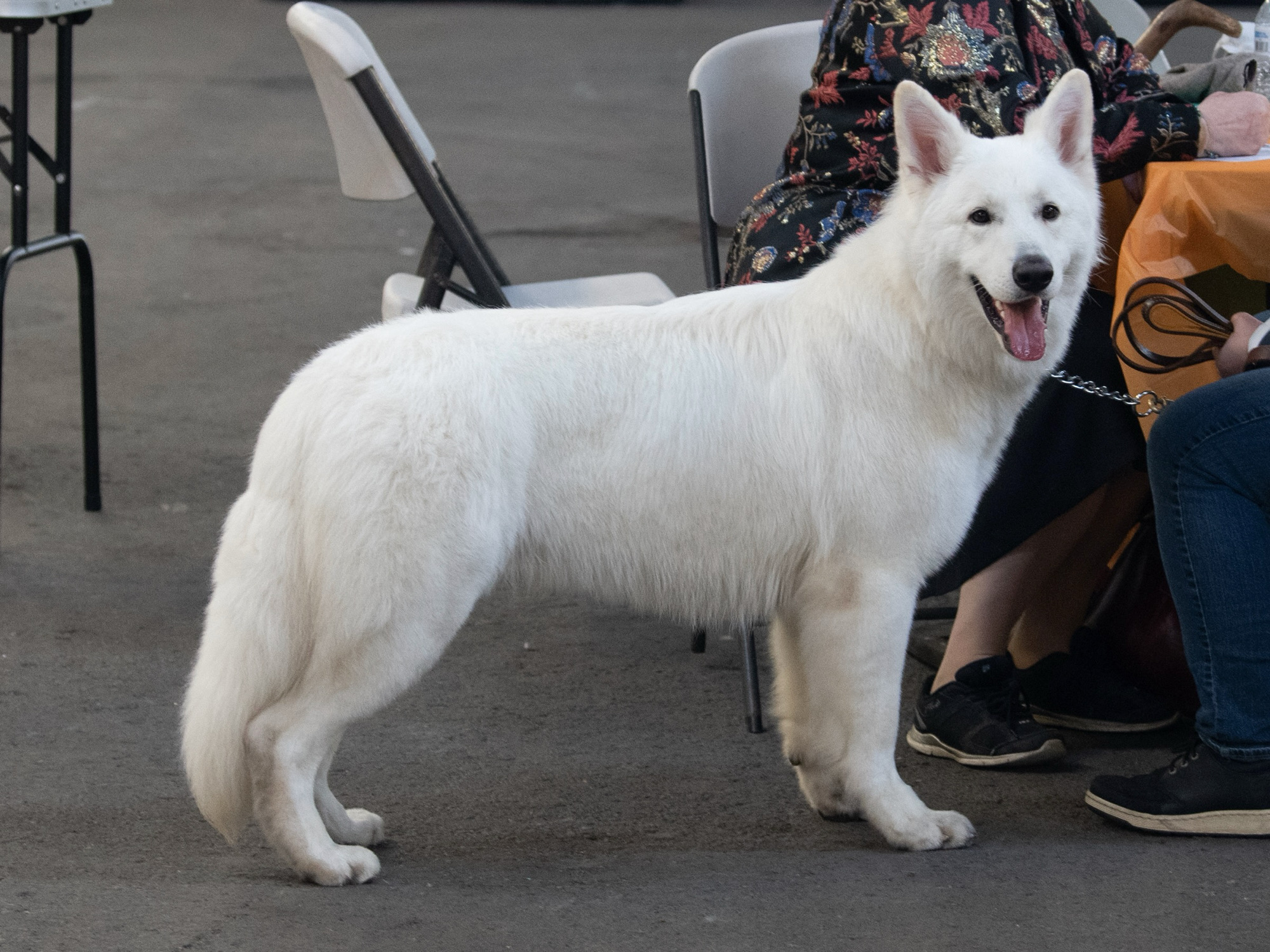White Swiss Shepherd champion