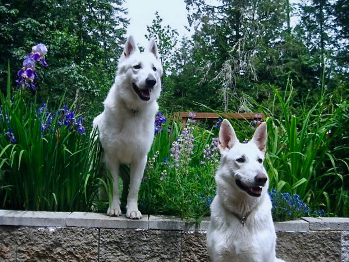 elka and hagan white german shepherd