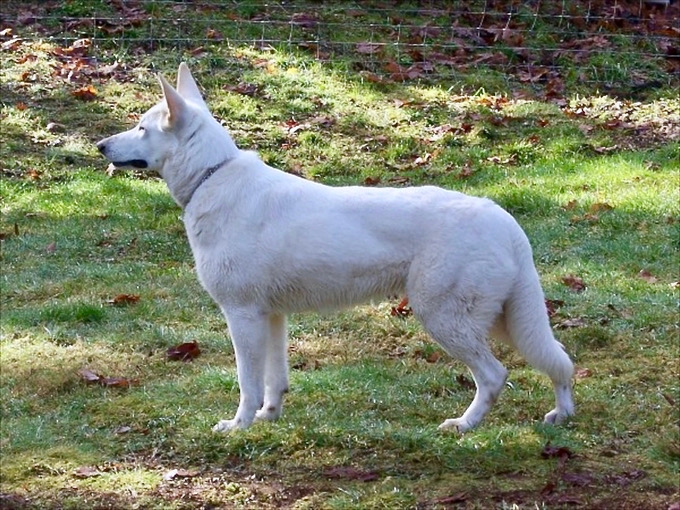 Elka white shepherd in natural stack