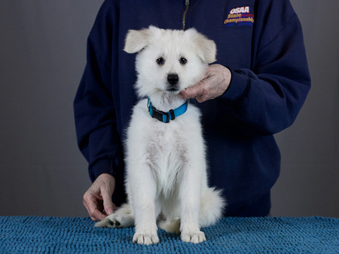 White Swiss Shepherd - Hela