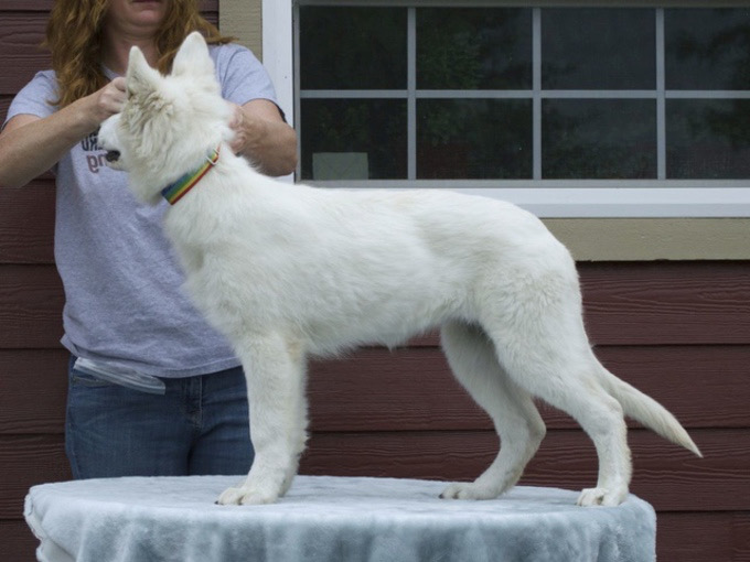 White Swiss Shepherd - Beverly-Nala von Heroes of the White Shepherds