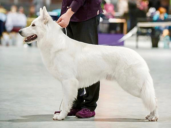 White Swiss Shepherd champion