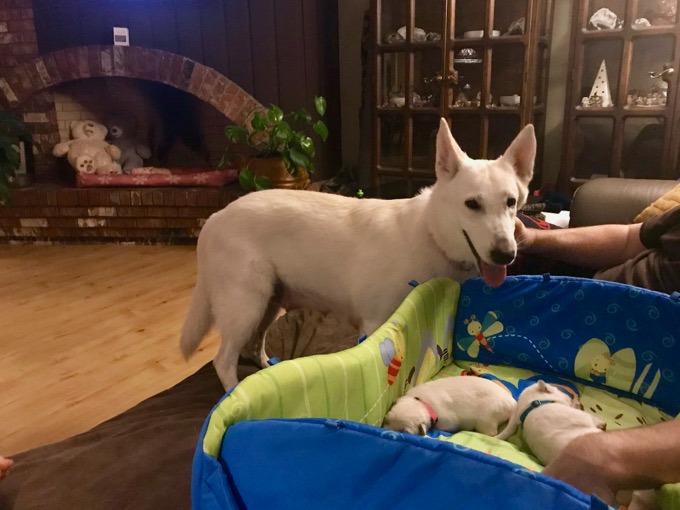 White Swiss Shepherd Pallas