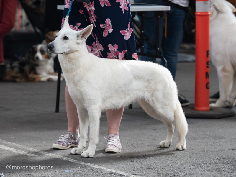 white swiss shepherd