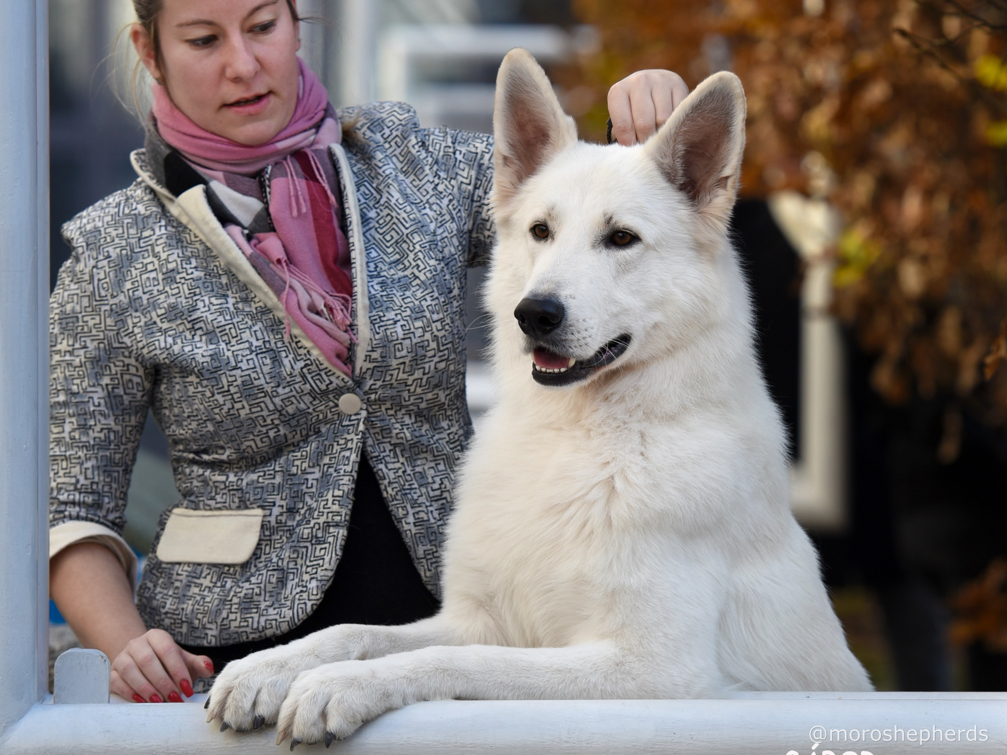 long coated berger blanc suisse