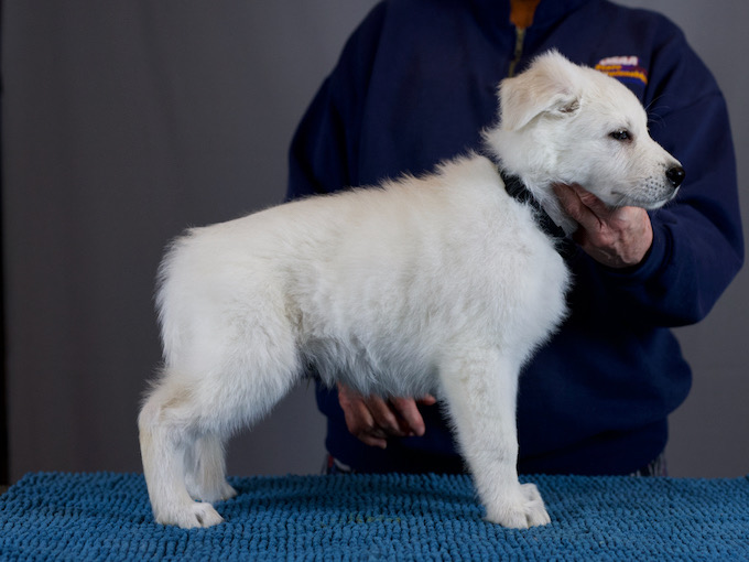 Sif and Natus puppy