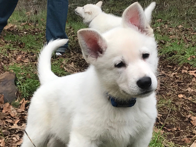 white shepherd puppies