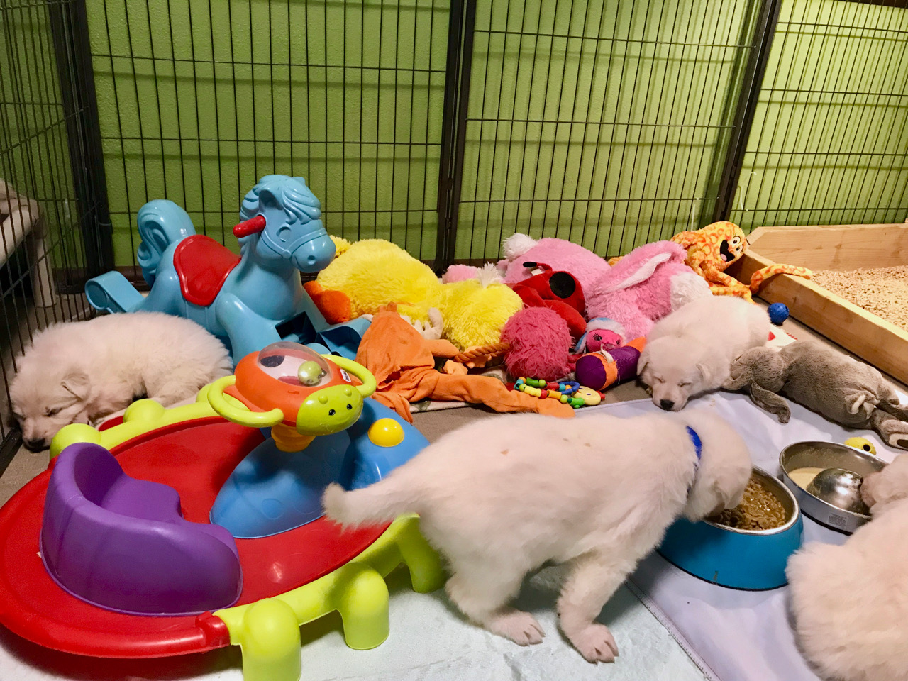 white shepherd puppies