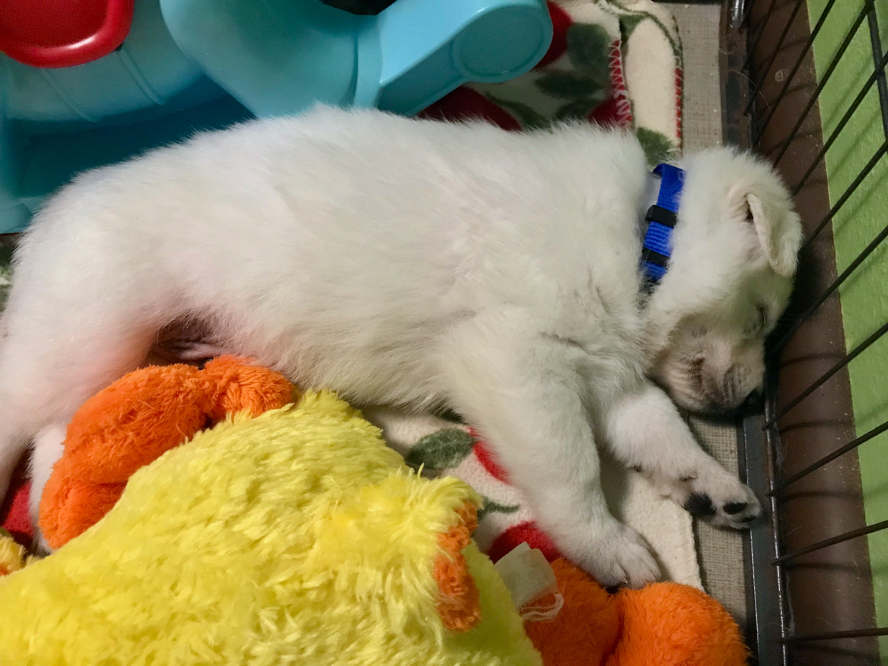 Weisser Schweizer Schäferhund pups