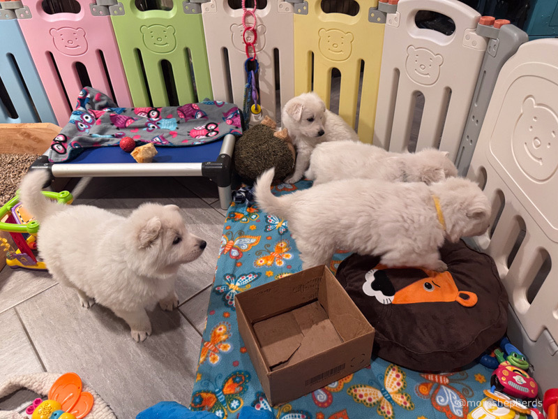 White Swiss Shepherd pupppies
